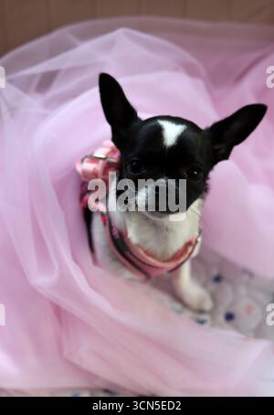 Chihuahua chiot dans un tulle rose sur fond rose Banque D'Images