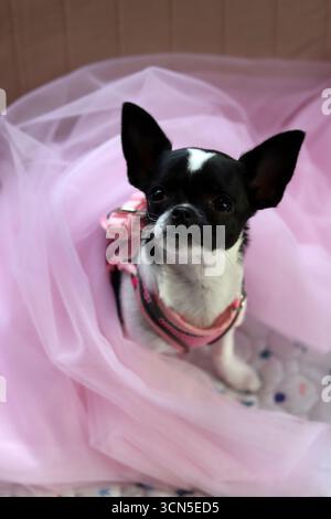 Chihuahua chiot dans un tulle rose sur fond rose Banque D'Images
