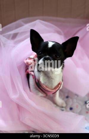 Chihuahua chiot dans un tulle rose sur fond rose Banque D'Images