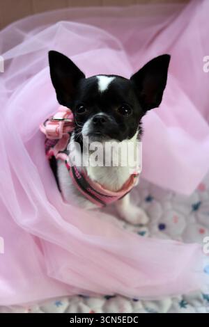 Chihuahua chiot dans un tulle rose sur fond rose Banque D'Images