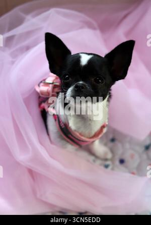 Chihuahua chiot dans un tulle rose sur fond rose Banque D'Images