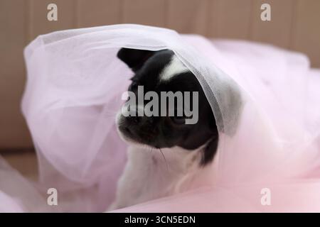 Chihuahua chiot dans un tulle rose sur fond rose Banque D'Images