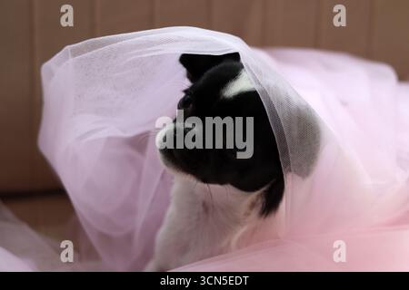 Chihuahua chiot dans un tulle rose sur fond rose Banque D'Images