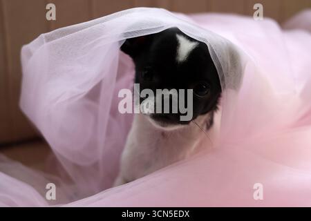 Chihuahua chiot dans un tulle rose sur fond rose Banque D'Images
