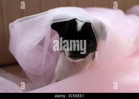 Chihuahua chiot dans un tulle rose sur fond rose Banque D'Images