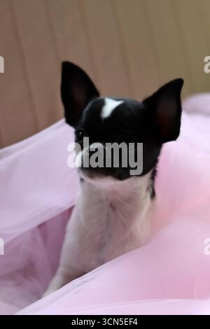 Chihuahua chiot dans un tulle rose sur fond rose Banque D'Images