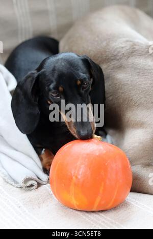 Portrait en gros plan d'un chien Teckel. Petit chien noir et bronzé regardant la caméra. Concept Happy Pet. Banque D'Images