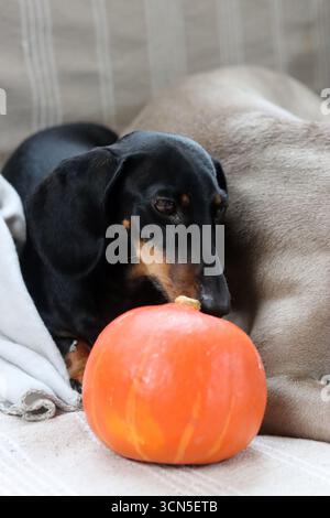Chien Teckel avec citrouille et plaid sur le canapé Banque D'Images