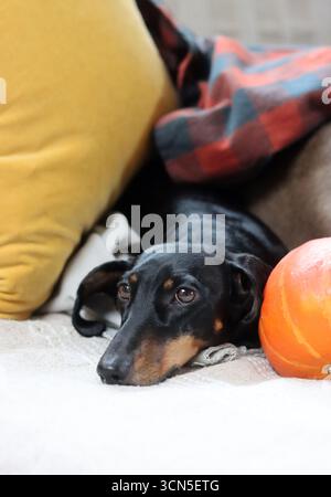Chien Teckel avec citrouille et plaid sur le canapé Banque D'Images