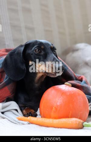 Chien Teckel avec citrouille et plaid sur le canapé Banque D'Images