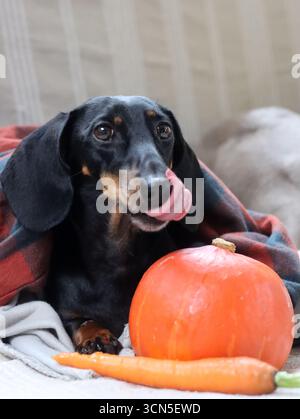 Chien Teckel avec citrouille et plaid sur le canapé Banque D'Images