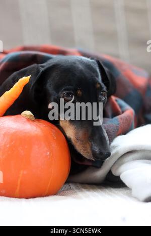 Chien Teckel avec citrouille et plaid sur le canapé Banque D'Images