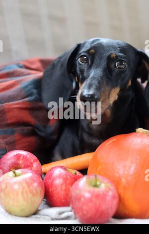 Chien Teckel avec citrouille et plaid sur le canapé Banque D'Images