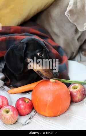 Chien Teckel avec citrouille et plaid sur le canapé Banque D'Images