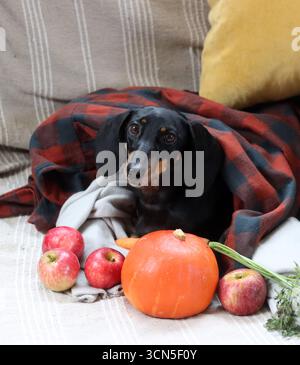 Chien Teckel avec citrouille et plaid sur le canapé Banque D'Images