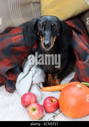 Chien Teckel avec citrouille et plaid sur le canapé Banque D'Images