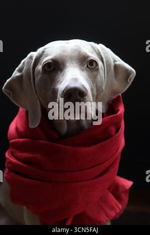 Beau chien gros plan portrait. Chien gris Weimaraner portant une écharpe rouge Banque D'Images