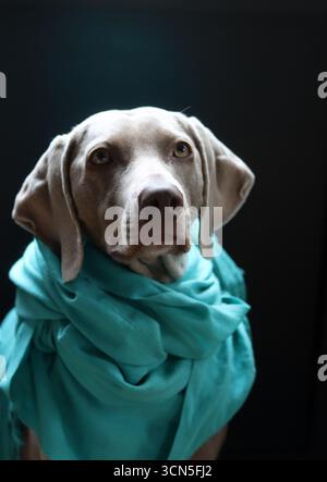 Beau chien Weimaraner portant une écharpe bleue regardant la caméra. Mise au point sélective. Banque D'Images