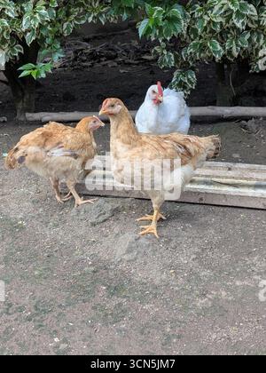 Trois poulets, deux bruns et un blanc, se rassemblent près de planches de bois sous un feuillage vert feuillu dans un cadre extérieur rustique. Banque D'Images