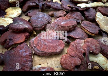 Champignon sec Ganoderma lucidum, Lingzhi ou Reishi pour herbe, médecine alternative. Banque D'Images