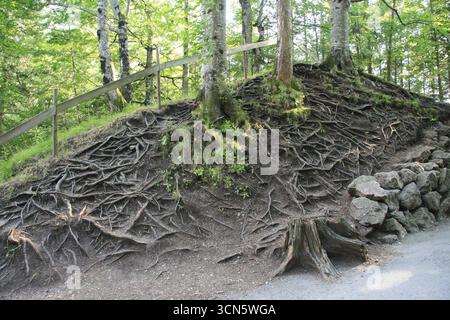 L'image montre un paysage naturel avec une colline couverte de racines d'arbres proéminentes et un mur de pierre sur le côté droit. Banque D'Images