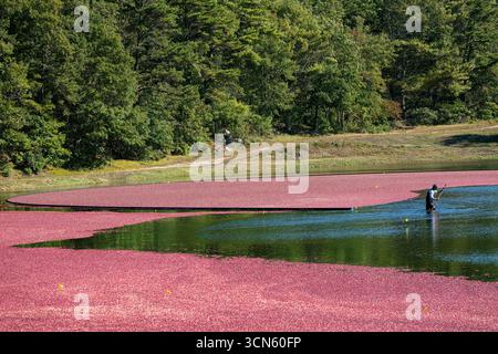 Carver, États-Unis - 30 septembre 2020 : vue d'une mer de canneberges cramoisies flottant dans la tourbière, reflétant le ciel bleu clair et la lisière verte de la forêt environnante. Banque D'Images