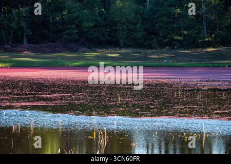 Vue sur les tourbières de canneberges baignées dans une mer de fruits pourpres, reflétant le ciel serein et les arbres verdoyants environnants, une tapisserie vibrante de la richesse de la nature, Carver, Massachusetts, États-Unis. Banque D'Images