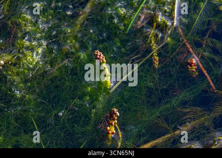Plante aquatique Ceratophyllum demersum dans un ruisseau. Banque D'Images