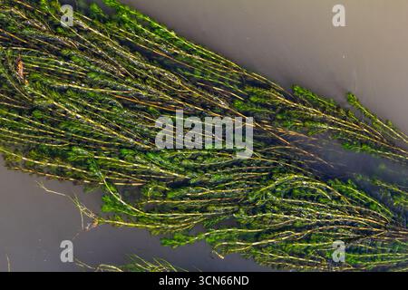 Plante aquatique Ceratophyllum demersum dans un ruisseau. Banque D'Images