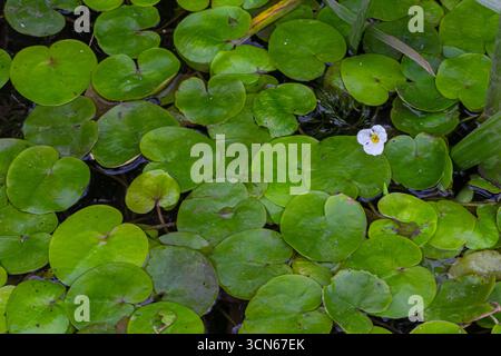 Hydrocharis morsus-ranae, fromagite, est une plante à fleurs appartenant au genre Hydrocharis de la famille des Hydrocharitaceae. C'est un petit plan flottant Banque D'Images