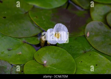 Hydrocharis morsus-ranae, fromagite, est une plante à fleurs appartenant au genre Hydrocharis de la famille des Hydrocharitaceae. C'est un petit plan flottant Banque D'Images