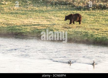 Du brouillard pend au-dessus de la rivière Yellowstone alors que Grizzly approche de River Bank Banque D'Images