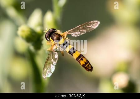 France - Toulouse - mouche longue (Sphaerophoria scripta) - mâle élancé à bandes jaunes en vol, corps plus long que les ailes au-dessus d'un vert tendre Banque D'Images