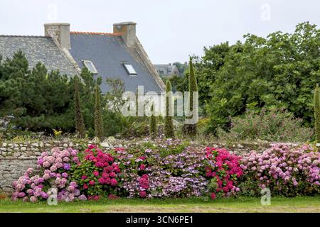 Hortensias devant un vieux mur de pierre, Bretagne, France Banque D'Images