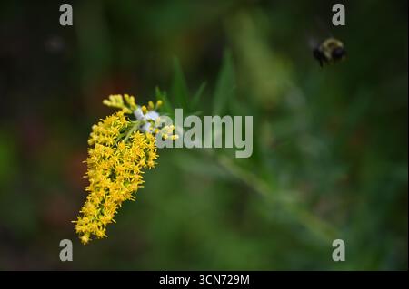 Abeille volant loin d'une fleur de verge d'or Banque D'Images