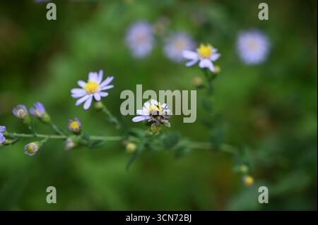 une abeille sur une fleur violette Banque D'Images