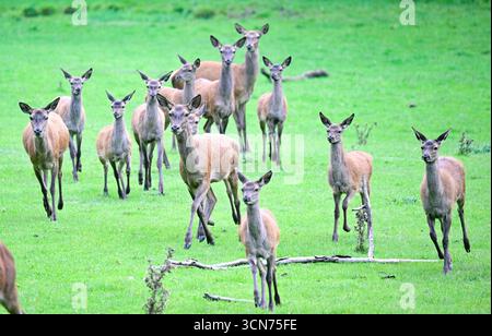 Cleebronn, Allemagne. 17 septembre 2025. Les vaches à cerfs traversent une prairie dans le parc animalier Tripsdrill. Crédit : Bernd Weißbrod/dpa/Alamy Live News Banque D'Images