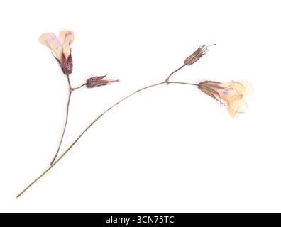 Belles fleurs sèches d'ortie morte isolées sur blanc Banque D'Images