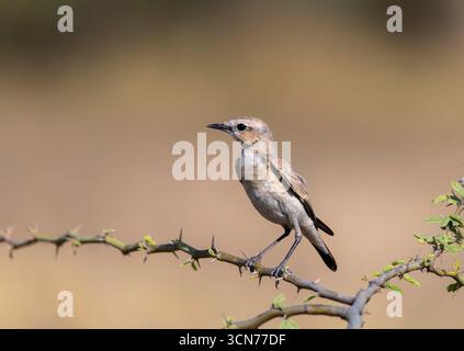 Un Wheatear Isabelline perché sur un petit buisson épineux à la périphérie de la région du lac Nalsarovar dans le Gujarat Banque D'Images