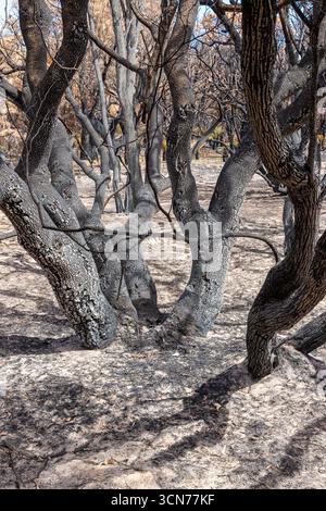 Plantes se rétablissant 17 jours après un incendie de brousse qui a balayé la réserve de conservation de Marri NR Dunsborough le 16/2/2025, région de Margaret River, Augusta WA Banque D'Images