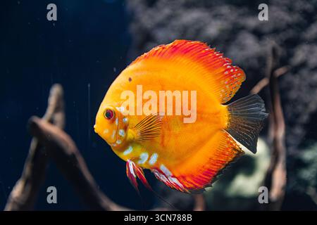 Poisson discus orange, (Symphysodon aequifasciatus), nageant avec fond sombre Banque D'Images