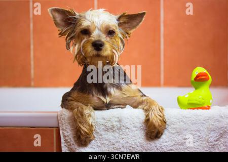 Yorkshire Terrier profitant d'un bain avec un canard en caoutchouc. Un Yorkshire Terrier mouillé est assis dans une baignoire, reposant ses pattes sur une serviette blanche. A côté, un Gree Banque D'Images