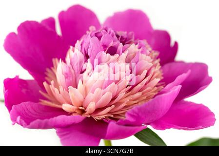 Une belle fleur rose avec un centre jaune. La fleur est le centre principal de l'image et elle est entourée de feuilles vertes. La fleur est en pleine bl Banque D'Images