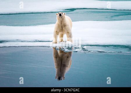 Ours polaire sur la banquise Nordaustlandet Svalbard Norvège // NORDEAUSTLANDET, Svalbard — Un ours polaire se dresse sur une banquise dans les eaux arctiques près de Nordaustlandet, Svalbard, Norvège. L'ours polaire, scientifiquement connu sous le nom de *Ursus maritimus*, est le plus grand carnivore terrestre du monde et est adapté à la vie dans la région arctique. Nordaustlandet est la deuxième plus grande île de l'archipel du Svalbard, située dans l'océan Arctique. Le Svalbard est un archipel norvégien situé entre la Norvège continentale et le pôle Nord. La région se caractérise par ses vastes glaciers, ses fjords et sa faune abondante Banque D'Images