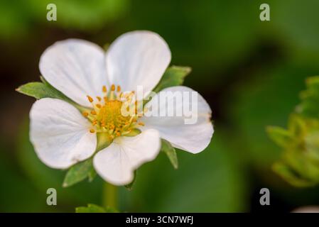 Une fleur blanche avec des centres jaunes. La fleur est au premier plan et l'arrière-plan est vert. La fleur est le foyer principal de l'image Banque D'Images