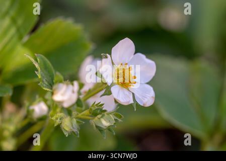 Une fleur blanche au centre jaune est au premier plan. La fleur est entourée de feuilles vertes. Concept de sérénité et de beauté, comme la fleur blanche Banque D'Images
