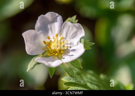 Une fleur blanche avec des centres jaunes se trouve sur une tige verte. La fleur est le centre principal de l'image, et elle est en pleine floraison. Les couleurs vives du Banque D'Images
