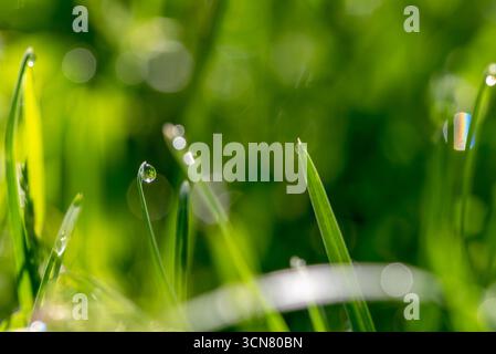 Un gros plan d'une parcelle d'herbe verte avec des gouttes de pluie dessus. Les gouttes de pluie sont dispersées dans l'herbe, créant une sensation de fraîcheur et de vitalité Banque D'Images