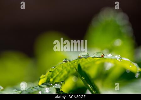 Une feuille avec des gouttes de pluie dessus. Les gouttes de pluie sont petites et dispersées, donnant l'impression d'un léger filet. La feuille est verte et il est frais et lui Banque D'Images
