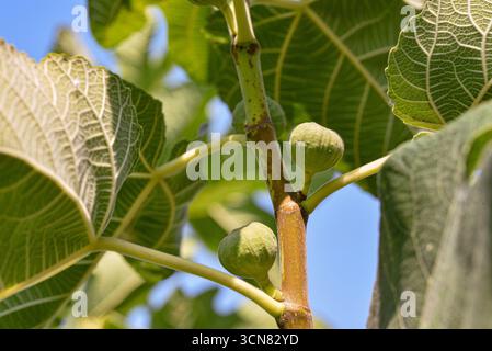 Un arbre avec des feuilles vertes et quelques petits fruits verts. Les fruits sont regroupés sur l'arbre Banque D'Images